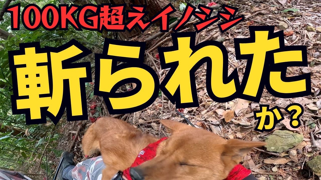 【とんでもない猟場】イノシシの群れが登場した後、100kg超えのイノシシを吠え止め！猟犬ブッチャーの悲鳴が響き渡る単独狩猟