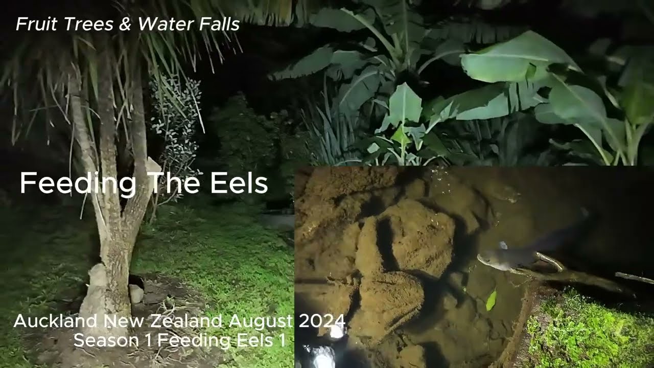 Feeding The Eels