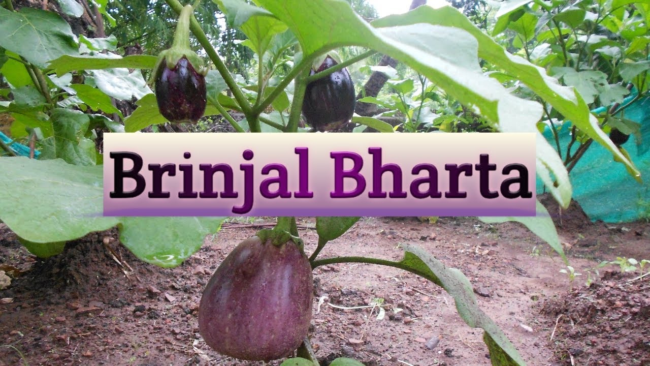 Baingan Bharta | Vangyache bharit | How to make roasted baingan bharta | Smoky eggplant | Goan recip