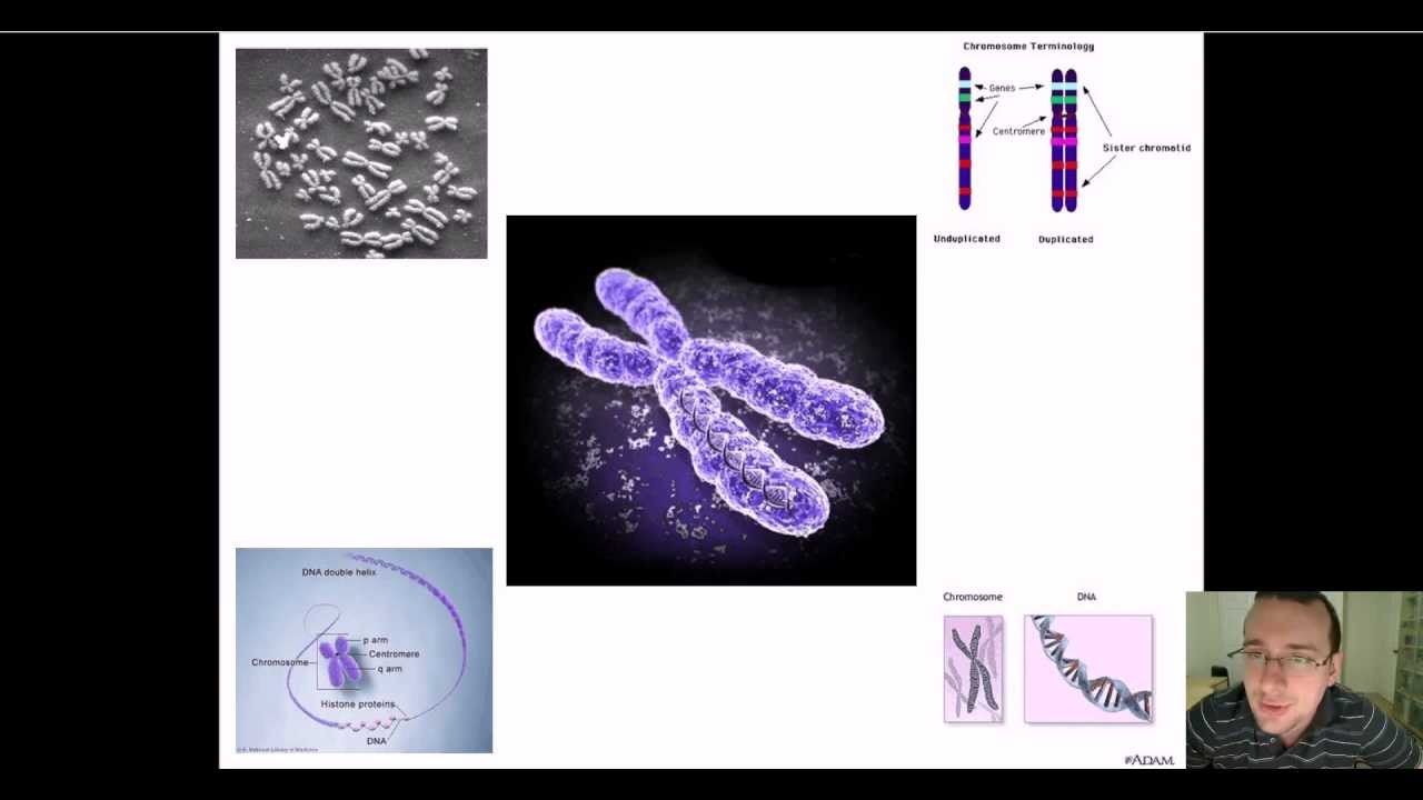Importance of Chromosomes