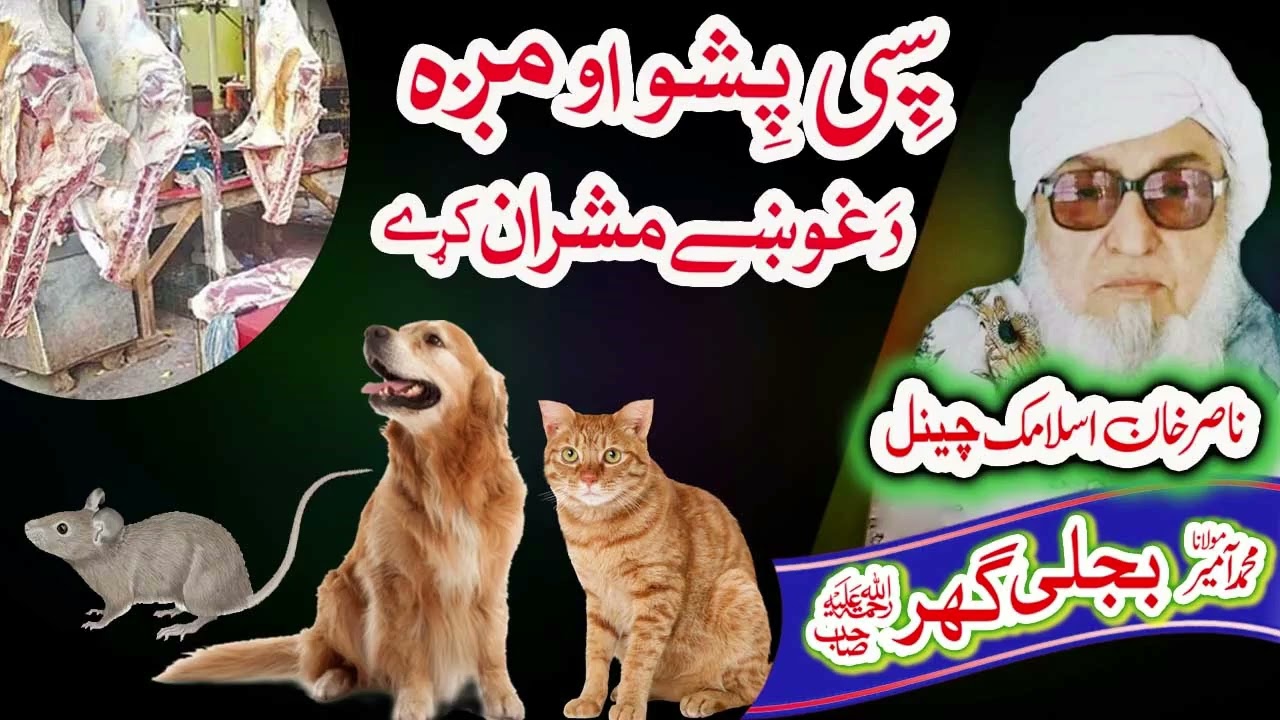 پشو دَ غوښے مشرا  Molana Bijligar   رحمۃاللہ علیہ