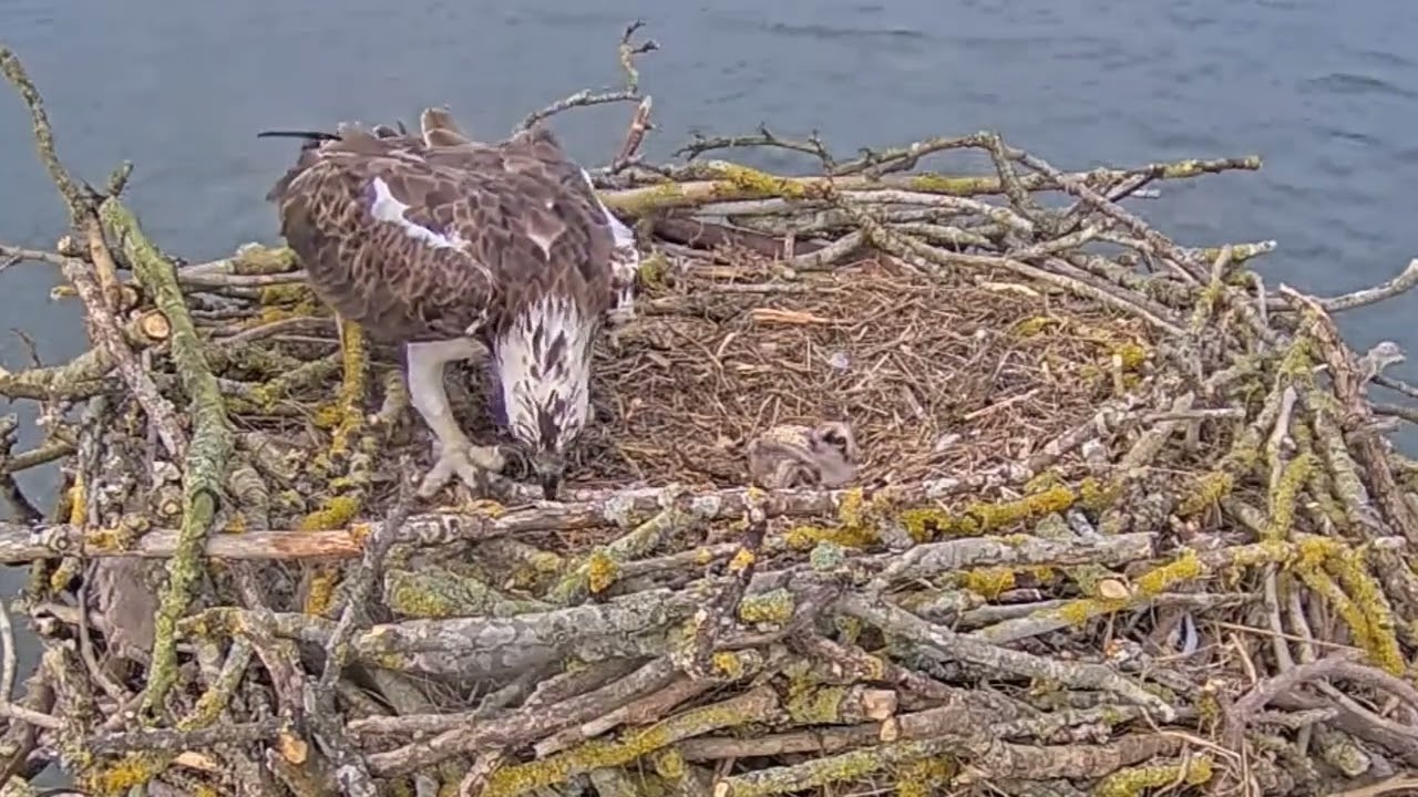 Having survived being ejected, Rutland Ospreys bob gets hit with a stick by mum! 15 May 2024 (zoom)