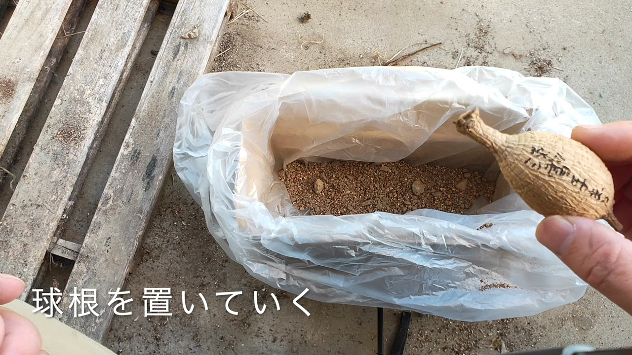 ダリアの球根保管について