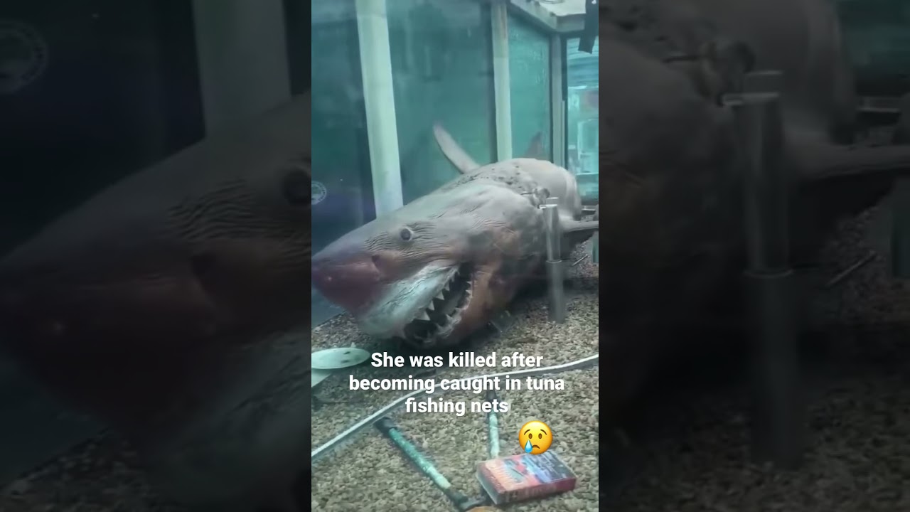 Abandoned Australian Wildlife Park. They found Rosie the Shark #shorts #shark