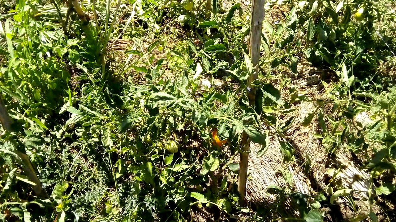 Consejos para combatir la chinche del tomate