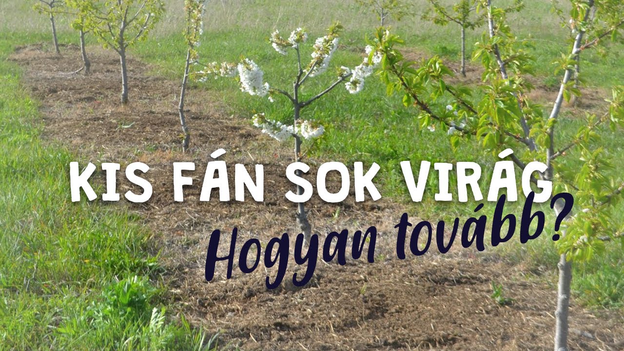 Kicsi fa, sok virággal - Jó ez nekünk?