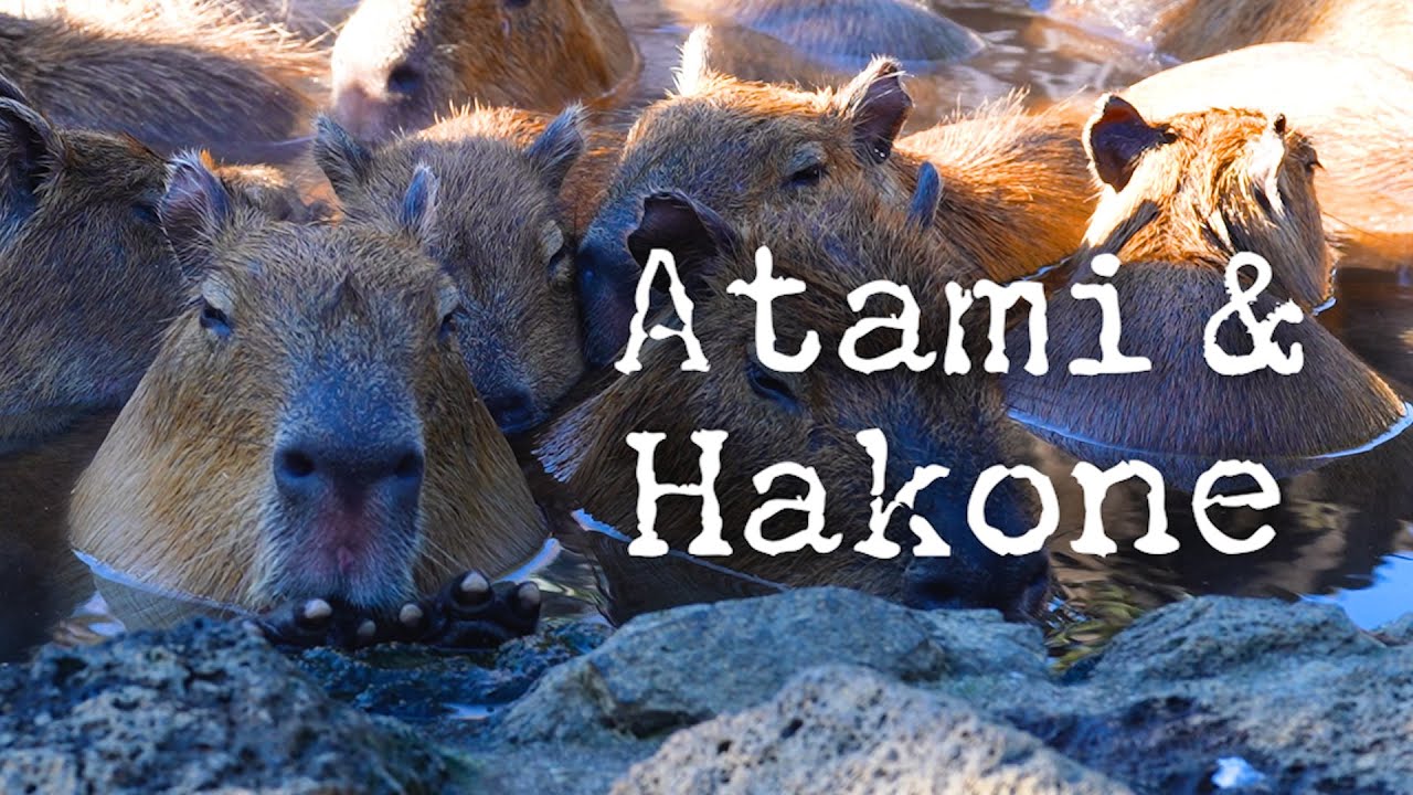 Capybaras are cutie patooties | Ken In Japan Season 6 - Part 2