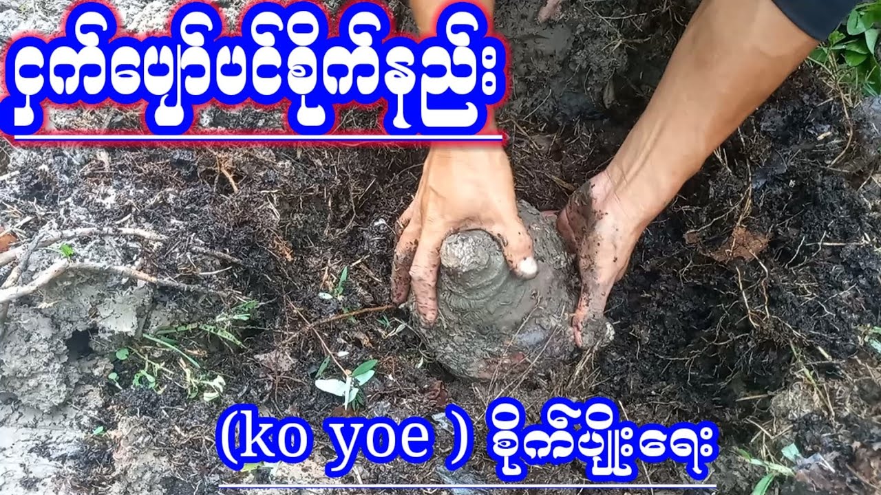 ငှက်ပျော်ပင်စိုက်နည်း(koyoe)စိုက္ပ်ိဳးေရးစိတ္ဝင္စားရင္ဝင္ၾကည့္လိုက္ပါ