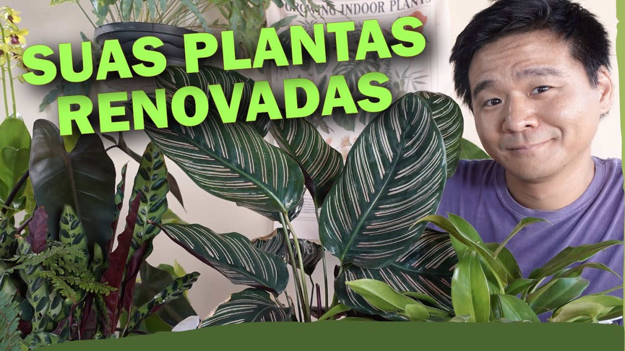 5 Dicas para dar um UP nas suas plantas