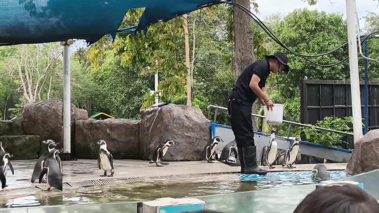 Little Cute Penguin Show at Khao Kheow Open Zoo สวนสัตว์เปิดเขาเขียว #Penguin #Show #Love #penguins 