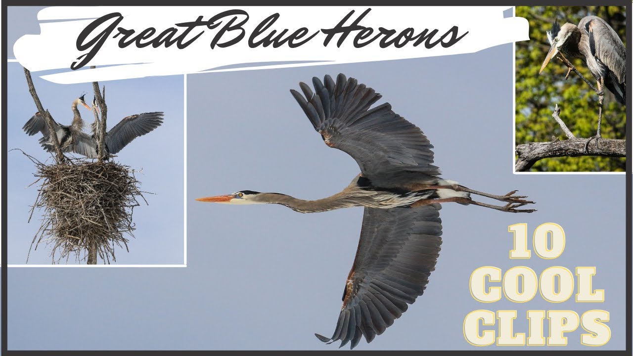 Great Blue Heron Video Compilation (Amazing Behaviors!)