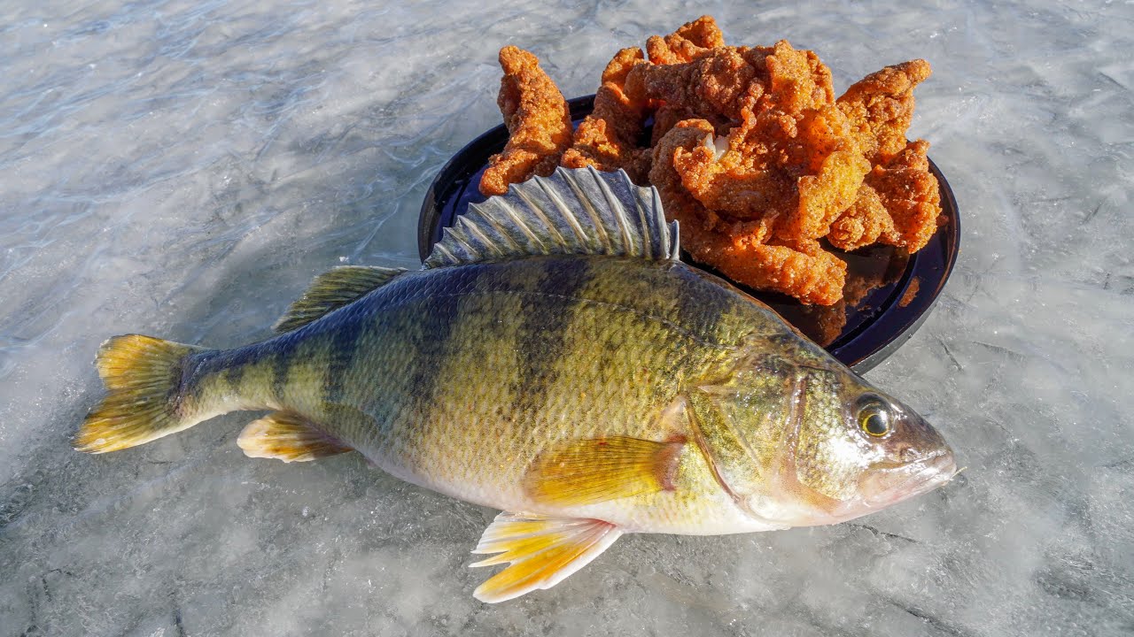 Yellow Perch CATCH CLEAN COOK While Ice Fishing!