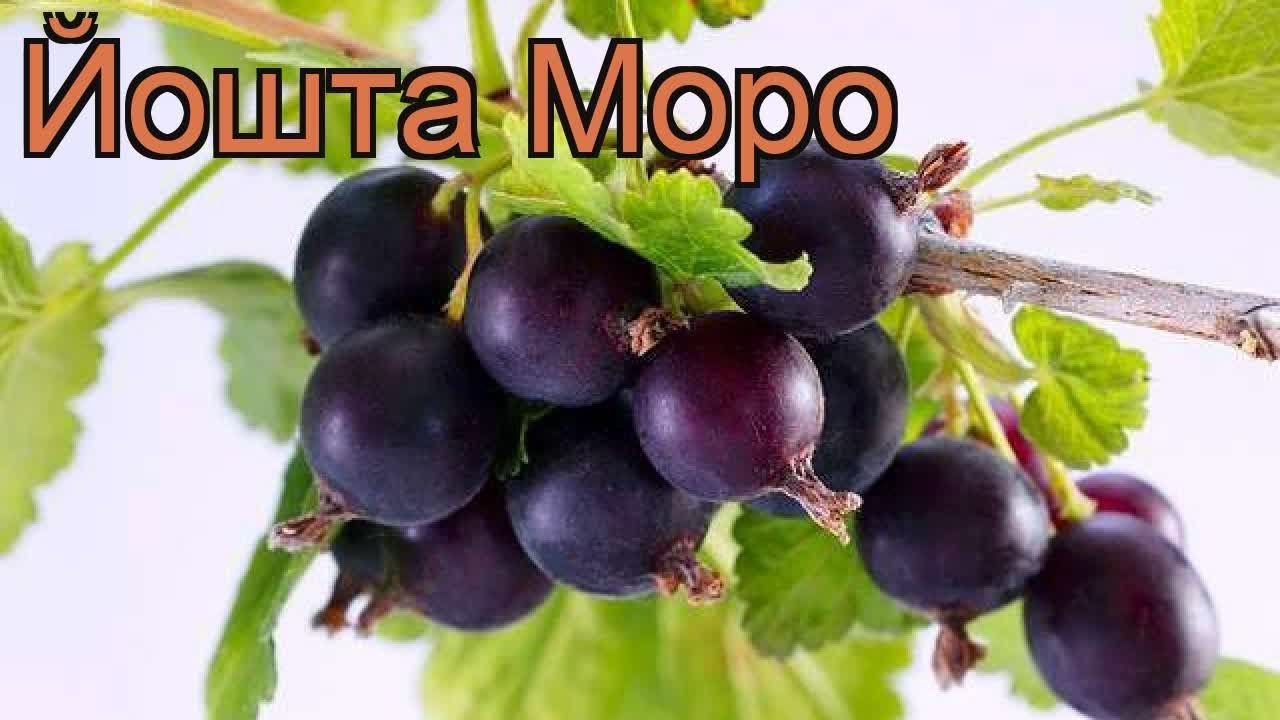 Йошта Моро.История селекции. Обзор сорта.#йошта, #ЙоштаМоро,, #обрезкайошты, #всесамисвоимируками.