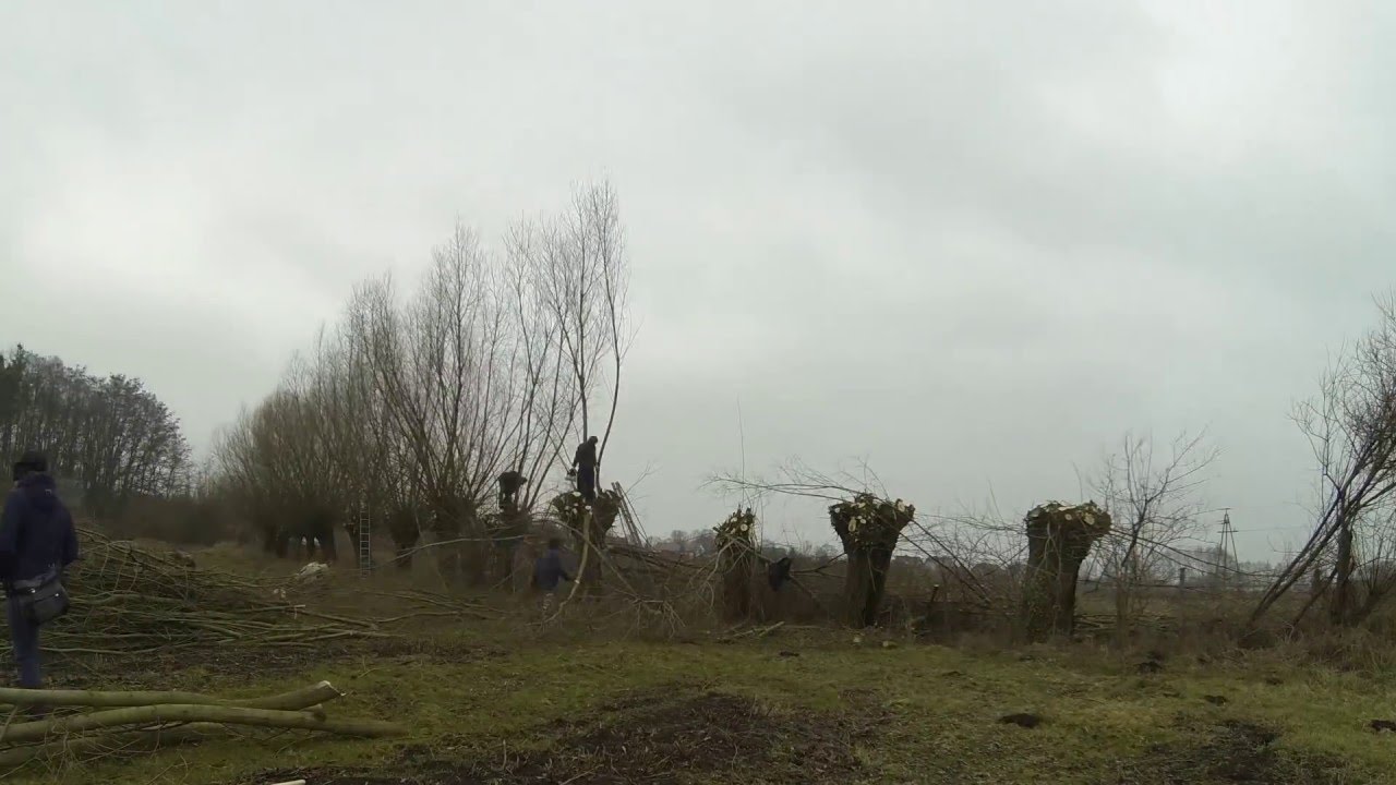 Ogławianie wierzb w Stobnie (2016 r.) w skrócie (timelapse)