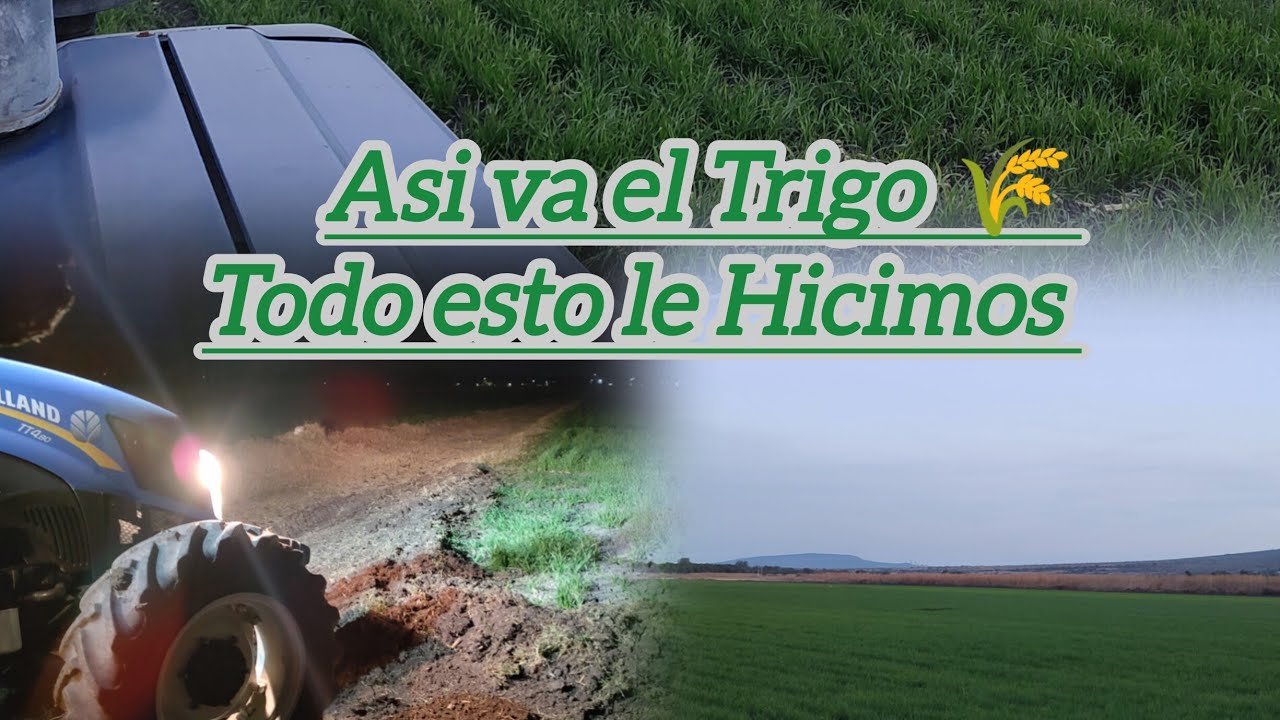 SEGUNDA ABONADA AL TRIGO 🌾Y EMPEZANDO EL RIEGO 🌊
