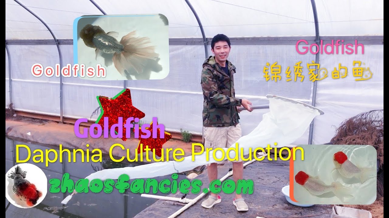 Goldfish - what is their best food? Live daphnia