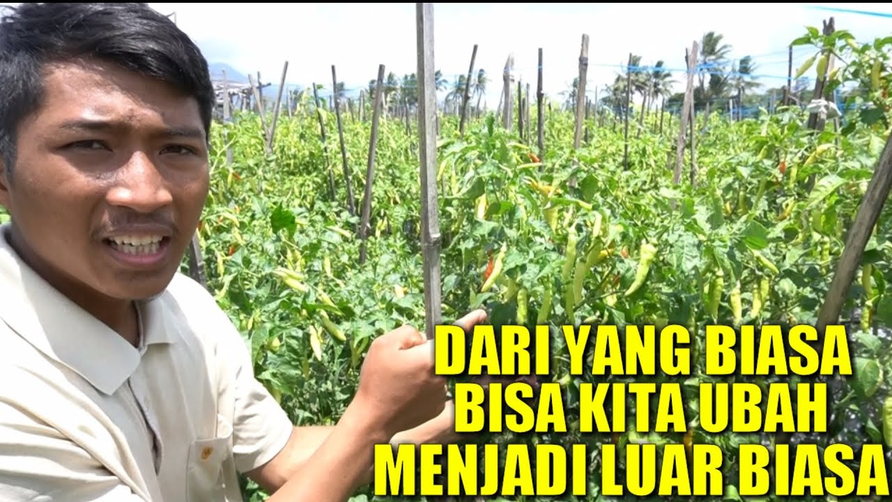 TUTORIAL  AGAR CABE BERBUAH BANYAK DAN LEBAT | CARA MENANAM CABE
