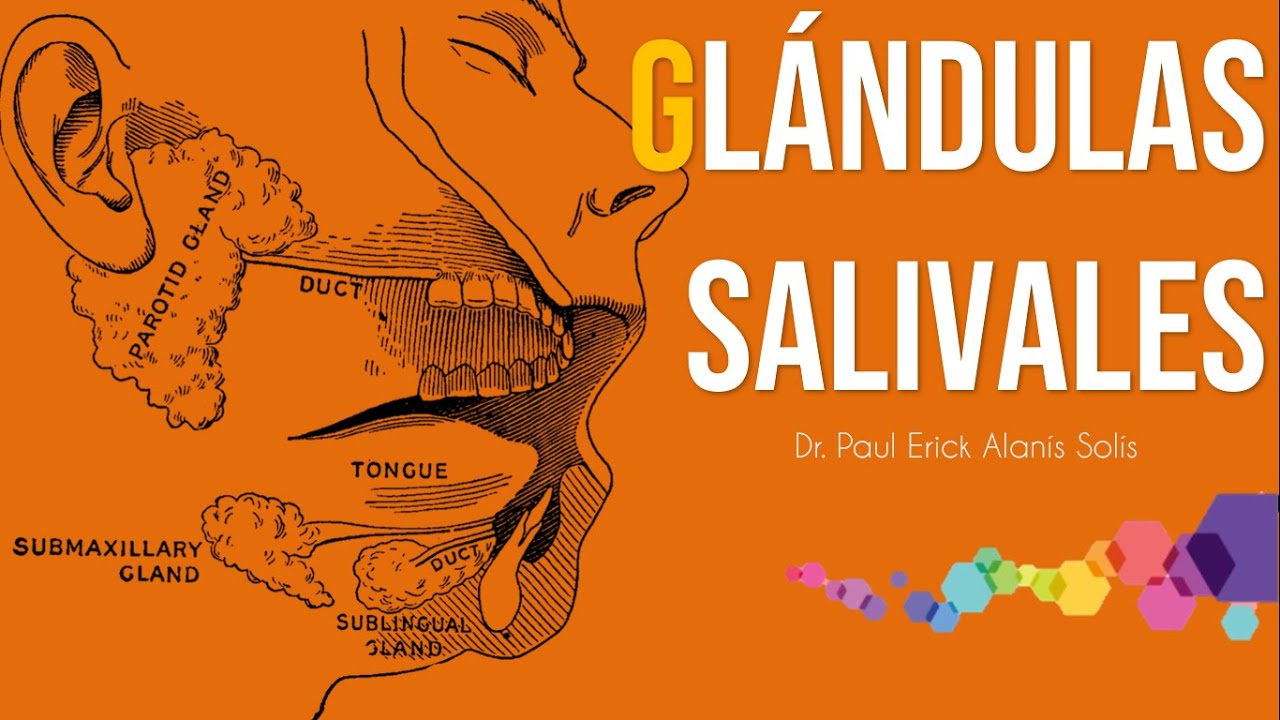 Histología de las glándulas salivales