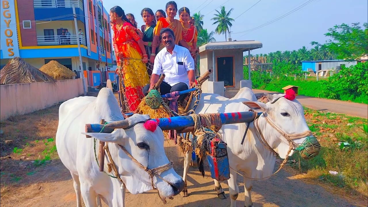 SANDELLA SANKRANTHI VEDUKA: Part - 3 🌾🎋🐄
