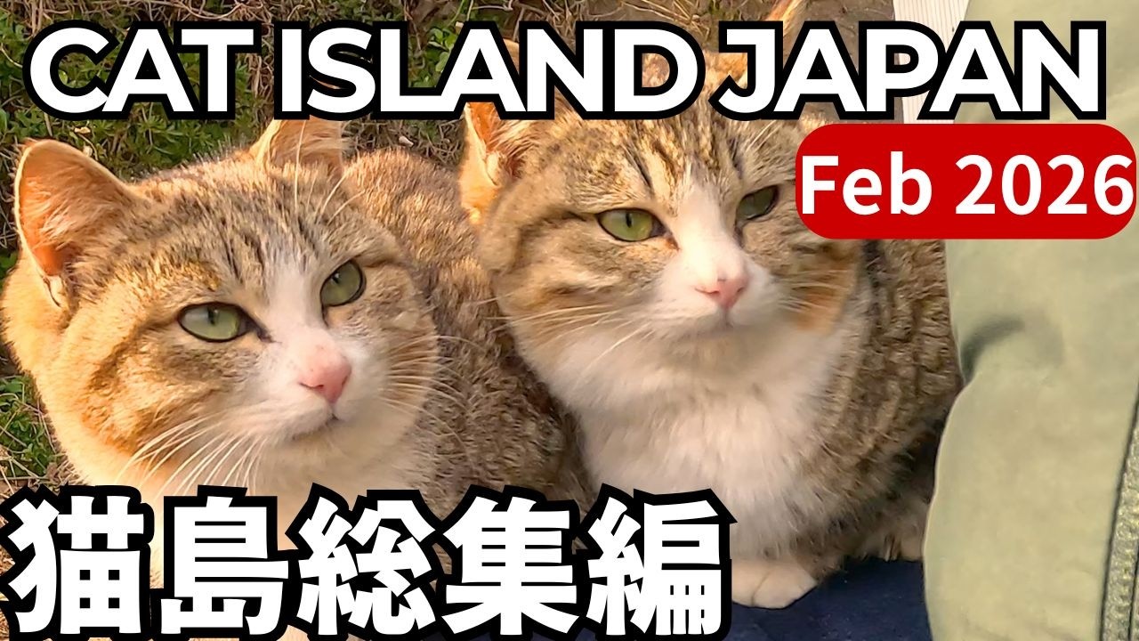 Feb.2026 CAT ISLAND JAPAN COMPILATION|2026年2月に出会った猫島の猫たち