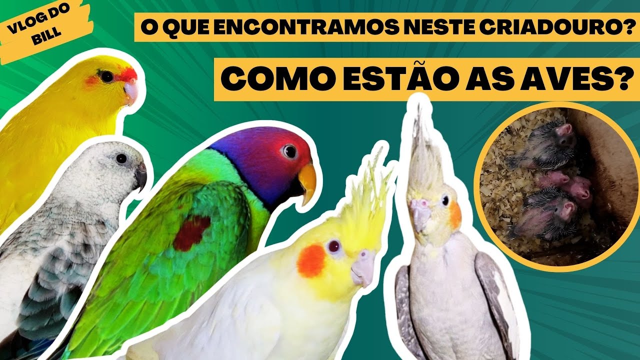 EVOLUINDO FORTE EM NOVAS MUTAÇÕES!!!