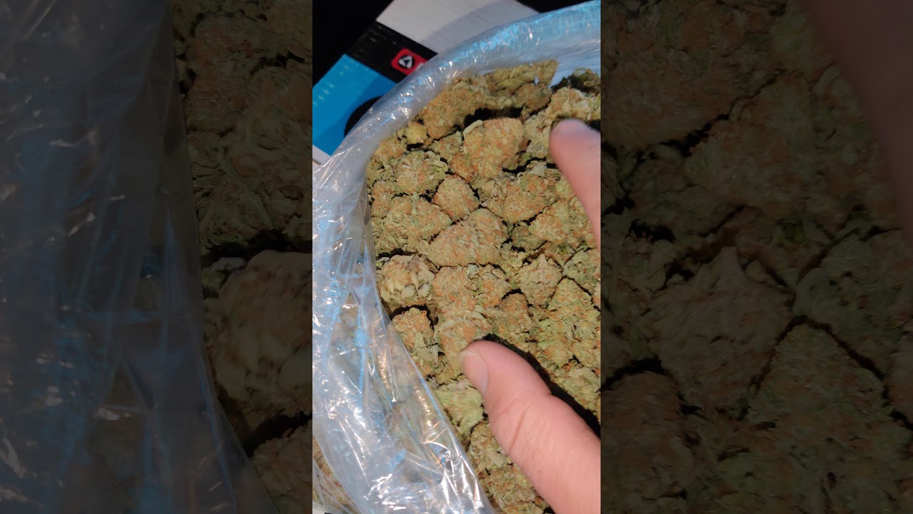 Bubba ins in sf(1)