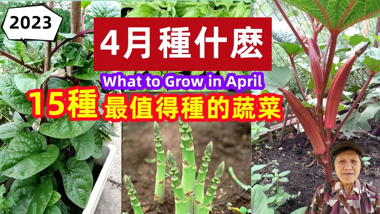 4月種什麼？15種最值得種的蔬菜，30天就有收成，多次採收，全年吃不完，種一次吃十幾年 What to Grow in April/Mars Hydro TS3000