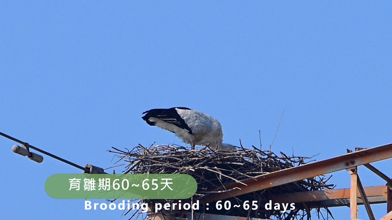 東方白鸛在台灣繁殖紀錄第二集 Oriental White Storks Breeding in Taiwan   Part 2