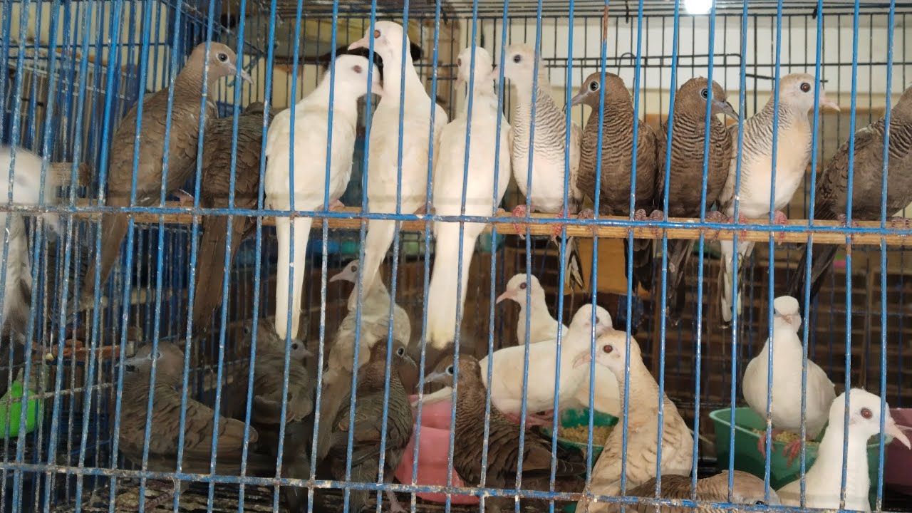 UPDATE STOK ABADI BIRD BANDUNG 25/01/2026