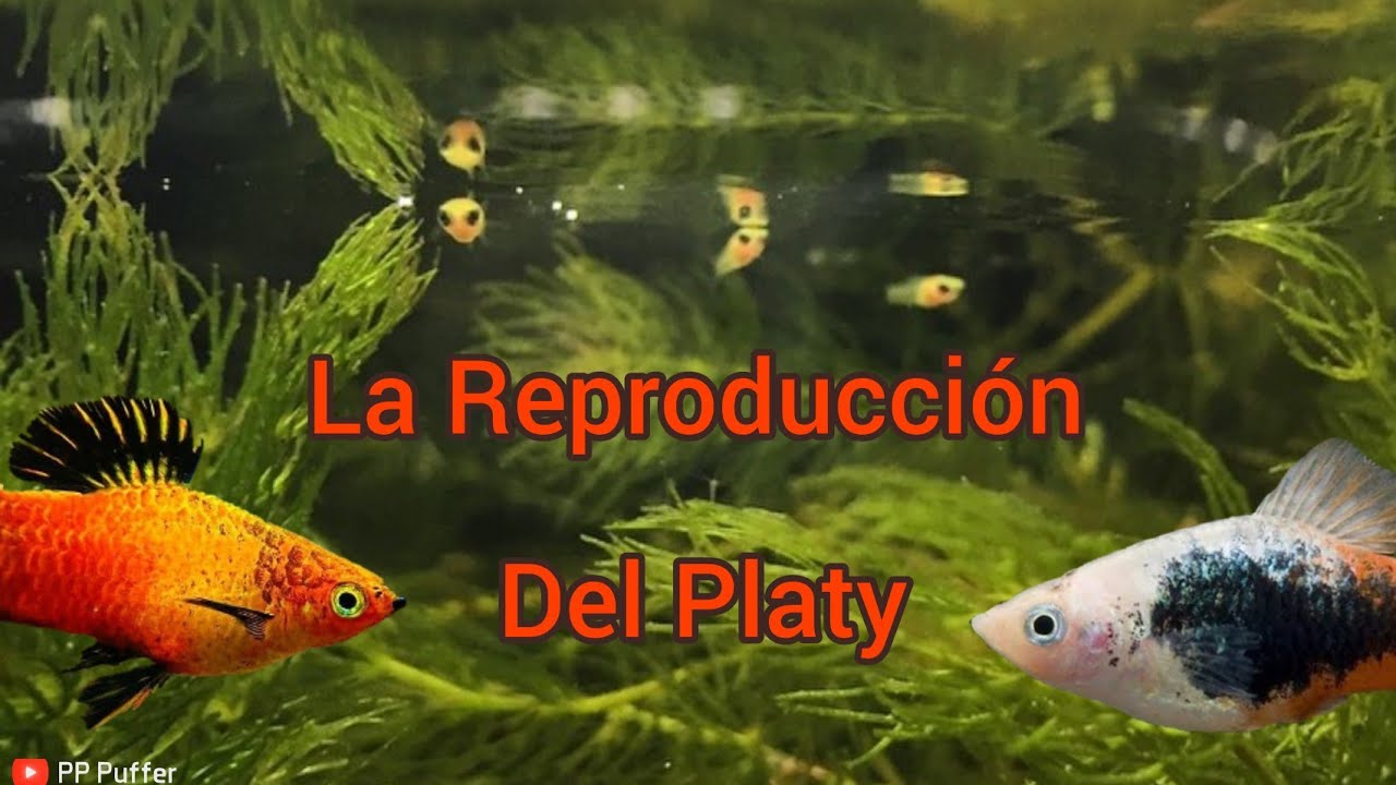Como Reproducir Al Pez Platy