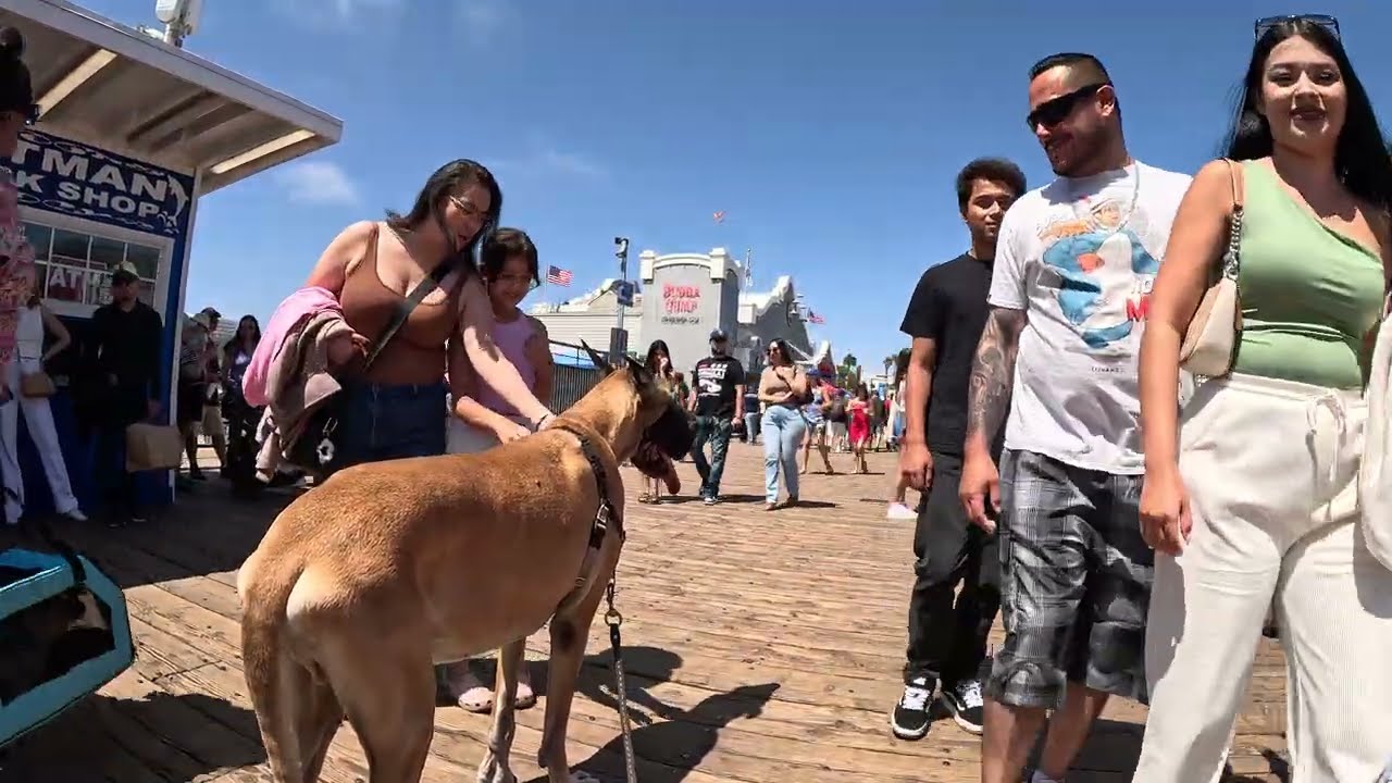 Cash 2.0 Great Dane meeting new people in Santa Monica 187