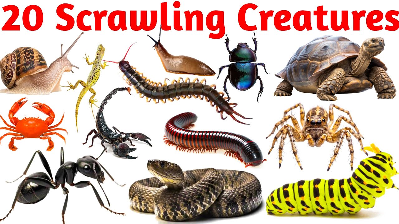 #Scrawling creatures name 🤑🤑||kids education video learning 🤑🤑hjndi and English medium, snake, cobra