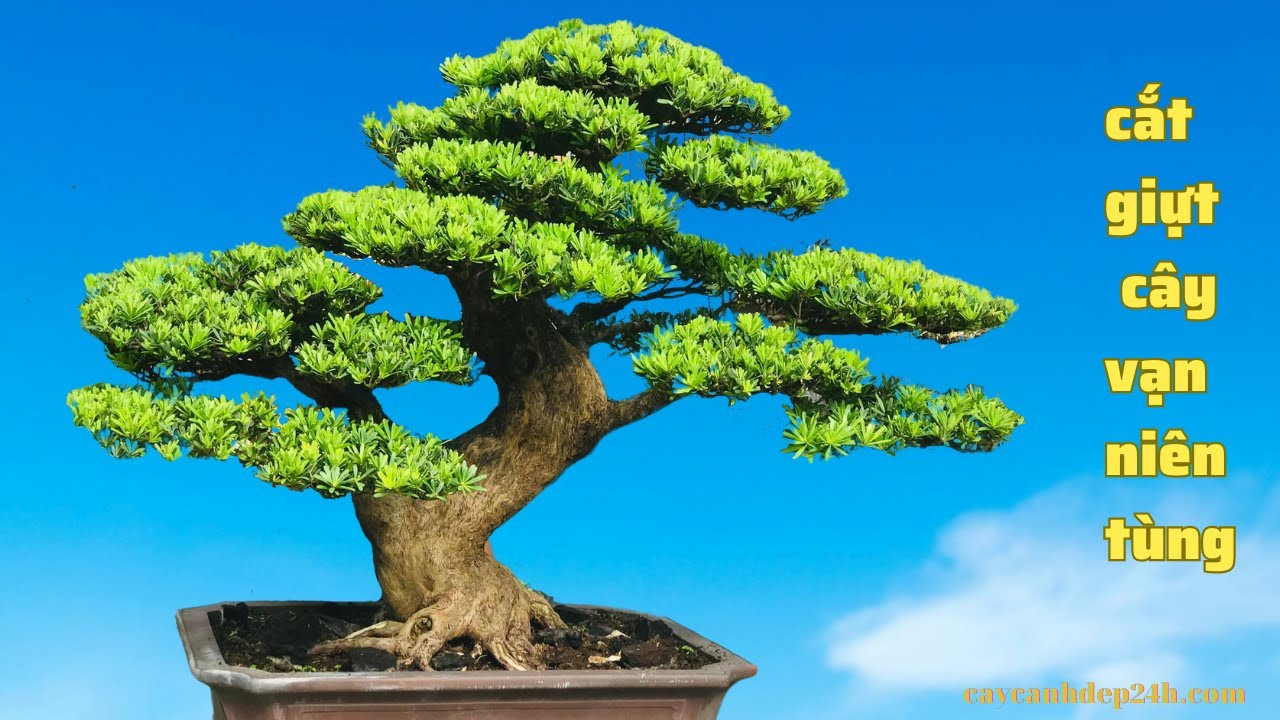 Cắt giựt, ghép tùng kim cương cho vạn niên tùng | Cutting, grafting diamonds pine for yew plum pine