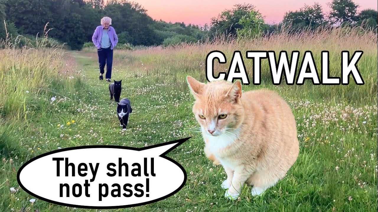 First there was one cat - then THREE!