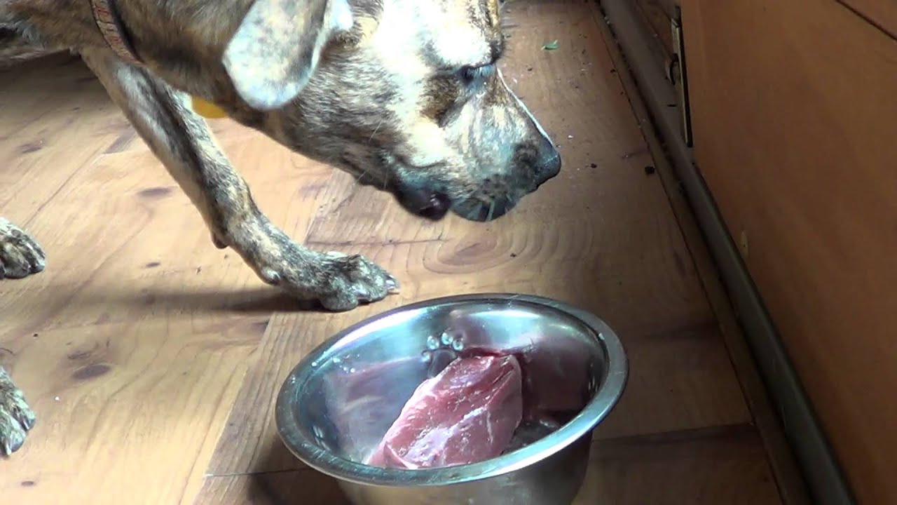 Kaden eats RAW chicken and beef heart
