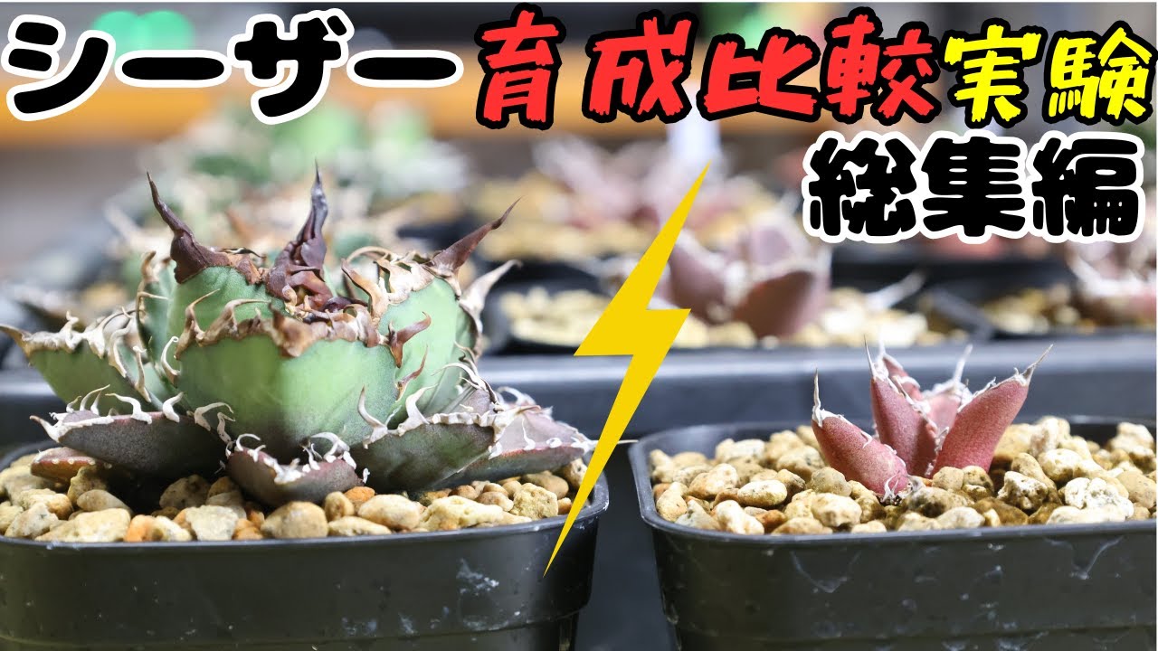 【総集編】アガベシーザー育成比較実験｜成長差が出た理由を検証