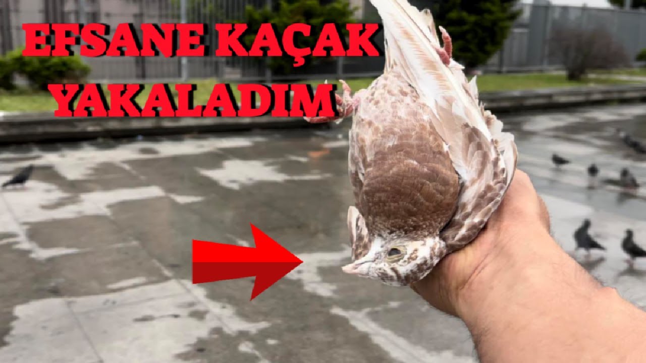 Yabani Güvercinler Arasında Kaçak Avı ( Kırmızı Keşpir Posta Yakaladım )