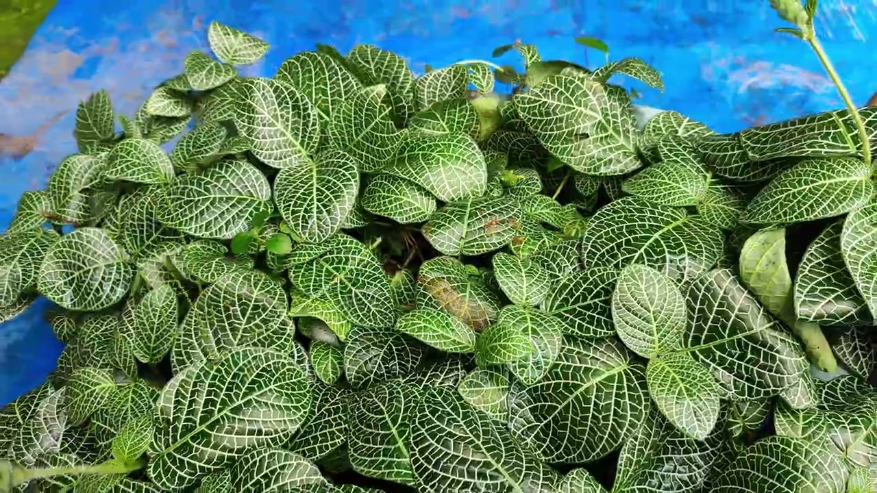 How l take care/of my Fittonia / Nerve Plants🌱🌱