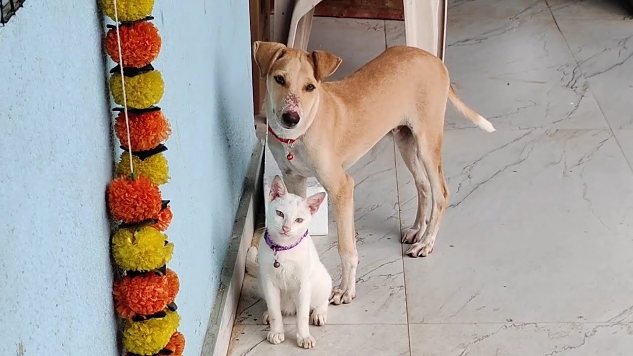 Naughty Cat and Dog 🐶😺 | new cat video | cute cat video #cutecat #cat #catlovers #catvideos 