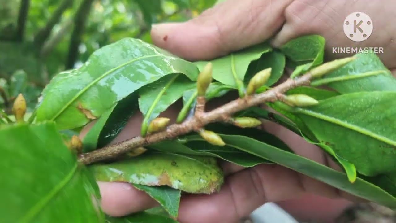 Cuối tháng 11ÂL phun bổ xung canxi bo giúp cây nuôi nụ chắc khỏe và hạn chế rụng búp xanh.