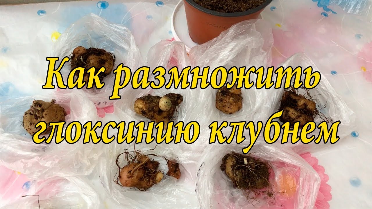 Размножение глоксиний! Легко и быстро