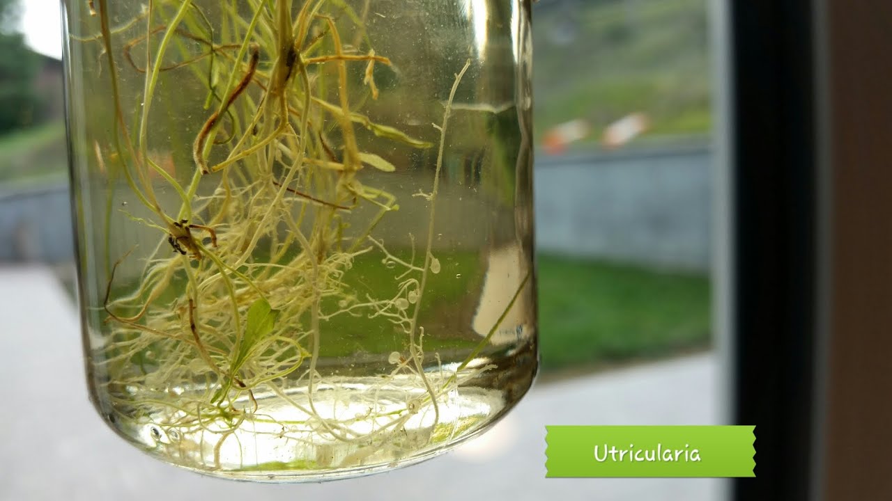 129. UTRICULARIA HUMBOLDTII IN VASETTO DI VETRO CHE SIMULA IL POZZETTO DI BROCCHINIA REDUCTA.