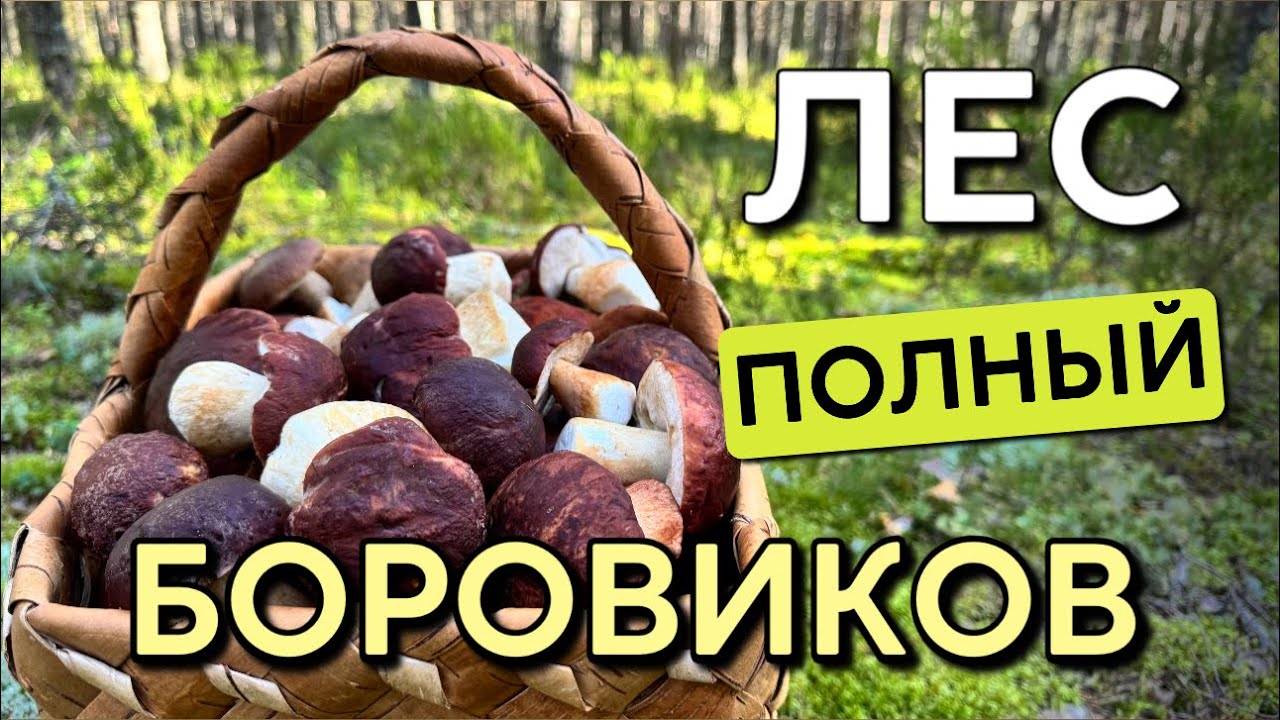 💥ПОЛНЫЙ ЛЕС БОРОВИКОВ! ПОЧЕМУ ГРИБЫ НИКТО НЕ СОБИРАЕТ!? Грибы 2025