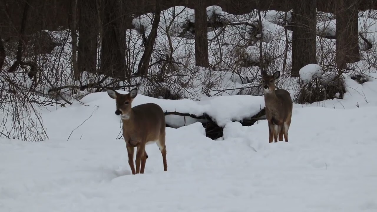 Western NY Wildlife - Eating in the winter time