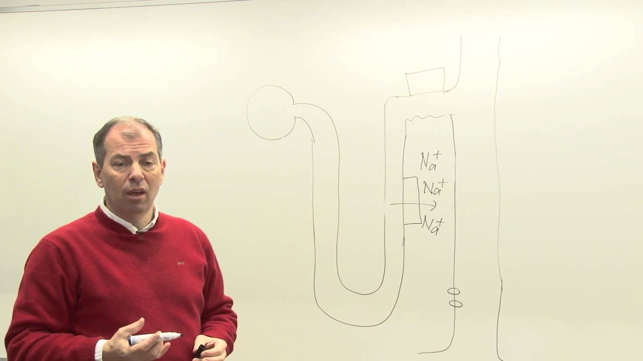 6. College Prof. Dr. Bob Zietse: Het concentreren van de urine.
