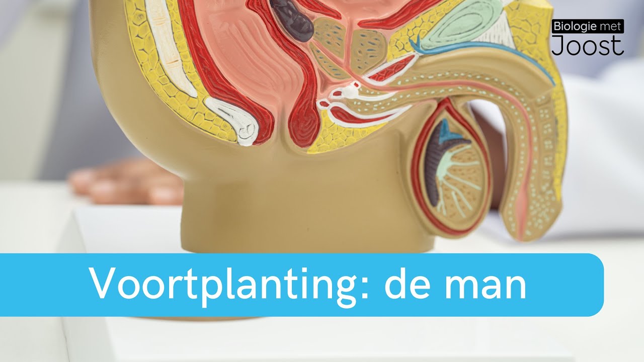 Voortplanting | De man | Samenvatting