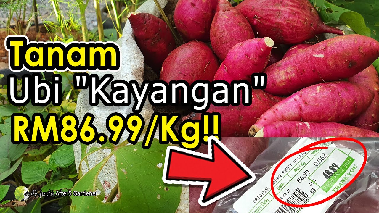Semai dan Tanam Ubi 