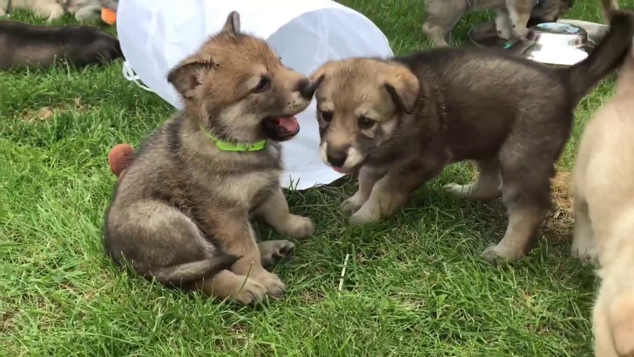 saarloos wolfdog puppies