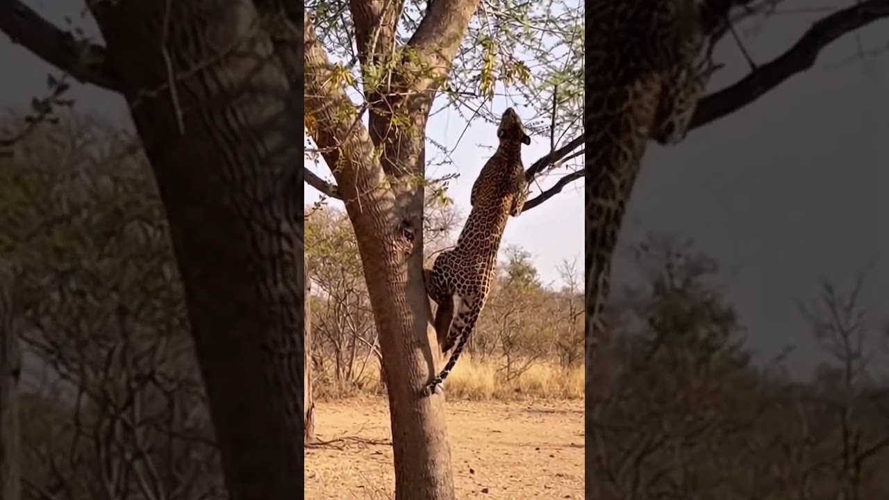 Обезьяна и леопард в погоне &ndash; видео с сафари, снятое на телефон 🐒🐆 #дикаяприрода #животные #леопа...