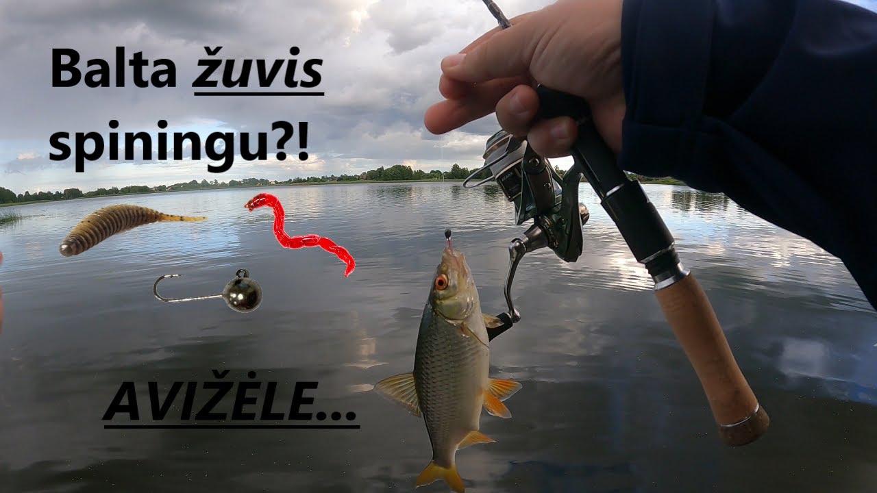 #19 Spiningavimas avižėle 22.07.17